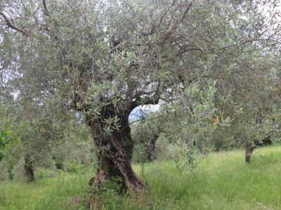 CASTEL CAMPAGNANO (CE) - 116 CASA INDIPENDENTE E DEPENDANCE DA RISTRUTTURARE