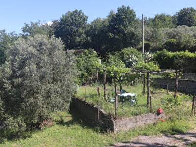 MELIZZANO (BN) - 115 SOLUZIONE INDIPENDENTE CON TERRENO E ULIVETO