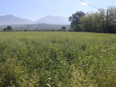 FRASSO TELESINO (BN) - 334 TERRENO AGRICOLO PIANEGGIANTE