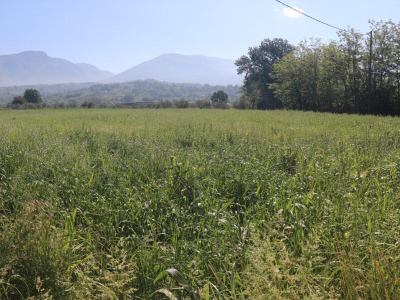 FRASSO TELESINO (BN) - 334 TERRENO AGRICOLO PIANEGGIANTE