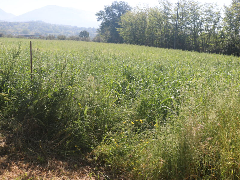 FRASSO TELESINO (BN) - 334 TERRENO AGRICOLO PIANEGGIANTE