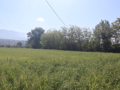 FRASSO TELESINO (BN) - 334 TERRENO AGRICOLO PIANEGGIANTE