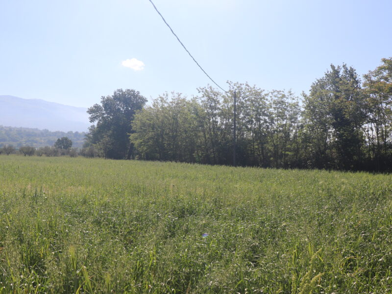 FRASSO TELESINO (BN) - 334 TERRENO AGRICOLO PIANEGGIANTE
