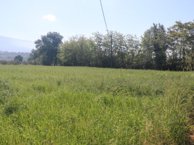 FRASSO TELESINO (BN) - 334 TERRENO AGRICOLO PIANEGGIANTE