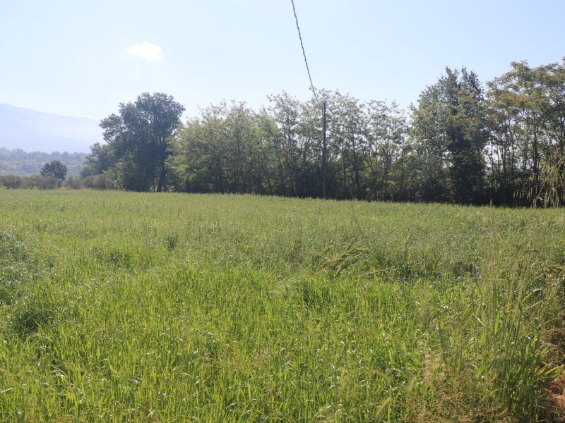 FRASSO TELESINO (BN) - 334 TERRENO AGRICOLO PIANEGGIANTE
