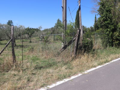 FRASSO TELESINO (BN) - 395 TERRENO AGRICOLO PIANEGGIANTE FRONTE STRADA CON ULIVETO