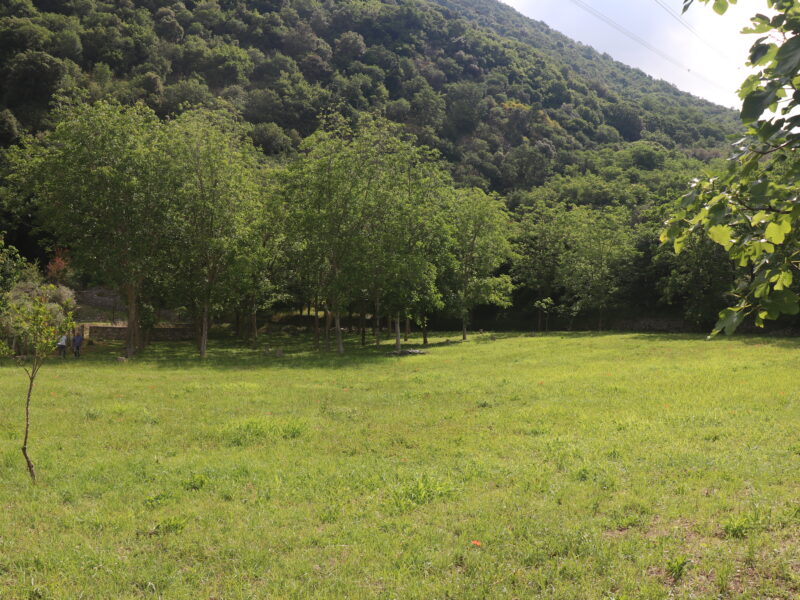 MELIZZANO (BN) - 169 TERRENO PANORAMICO DI 15.000 MQ CON ULIVETO, POZZO