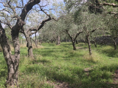 MELIZZANO (BN) - 169 TERRENO PANORAMICO DI 15.000 MQ CON ULIVETO, POZZO