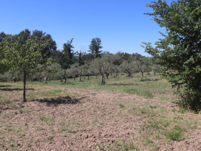 FRASSO TELESINO (BN) - 395 TERRENO AGRICOLO PIANEGGIANTE FRONTE STRADA CON ULIVETO