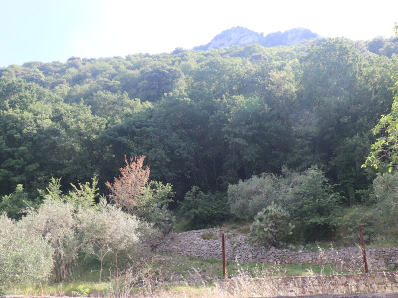 MELIZZANO (BN) - 169 TERRENO PANORAMICO DI 15.000 MQ CON ULIVETO, POZZO