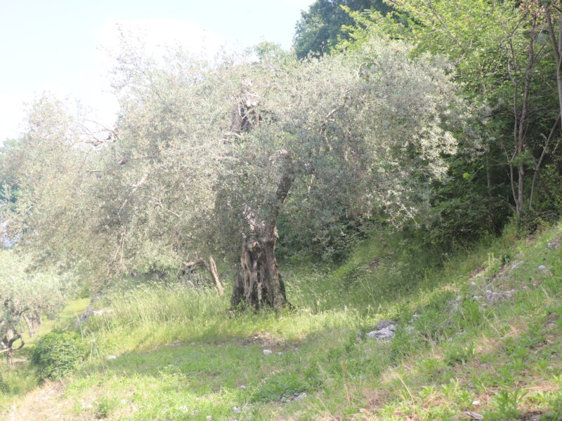 MELIZZANO (BN) - 169 TERRENO PANORAMICO DI 15.000 MQ CON ULIVETO, POZZO
