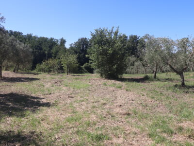 FRASSO TELESINO (BN) - 395 TERRENO AGRICOLO PIANEGGIANTE FRONTE STRADA CON ULIVETO