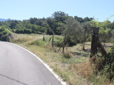 FRASSO TELESINO (BN) - 395 TERRENO AGRICOLO PIANEGGIANTE FRONTE STRADA CON ULIVETO