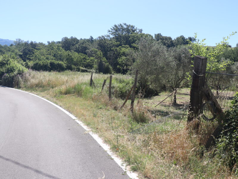 FRASSO TELESINO (BN) - 395 TERRENO AGRICOLO PIANEGGIANTE FRONTE STRADA CON ULIVETO