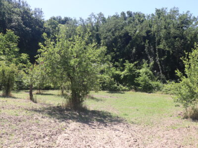 FRASSO TELESINO (BN) - 395 TERRENO AGRICOLO PIANEGGIANTE FRONTE STRADA CON ULIVETO
