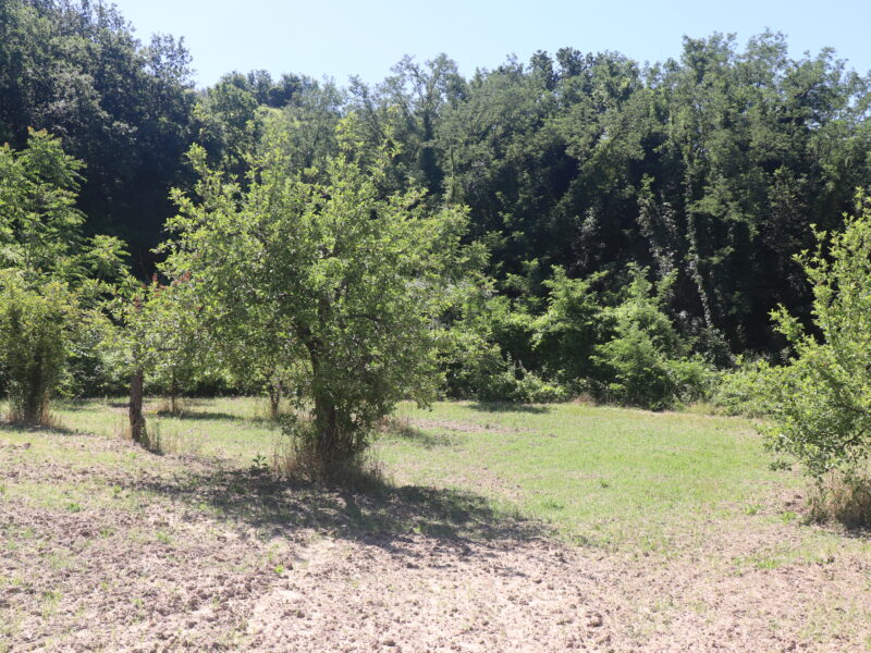 FRASSO TELESINO (BN) - 395 TERRENO AGRICOLO PIANEGGIANTE FRONTE STRADA CON ULIVETO