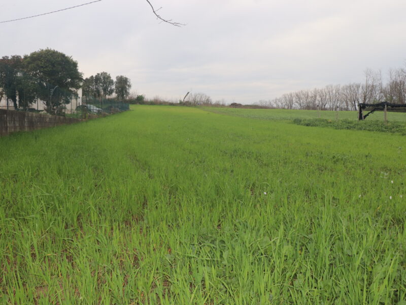 DUGENTA (BN) - 2 TERRENO CON DESTINAZIONE “G”
