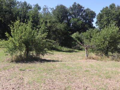 FRASSO TELESINO (BN) - 395 TERRENO AGRICOLO PIANEGGIANTE FRONTE STRADA CON ULIVETO