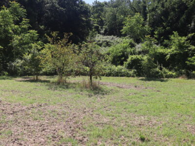 FRASSO TELESINO (BN) - 395 TERRENO AGRICOLO PIANEGGIANTE FRONTE STRADA CON ULIVETO