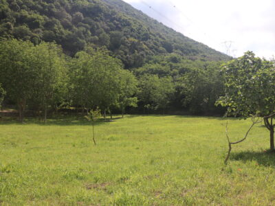 MELIZZANO (BN) - 169 TERRENO PANORAMICO DI 15.000 MQ CON ULIVETO, POZZO