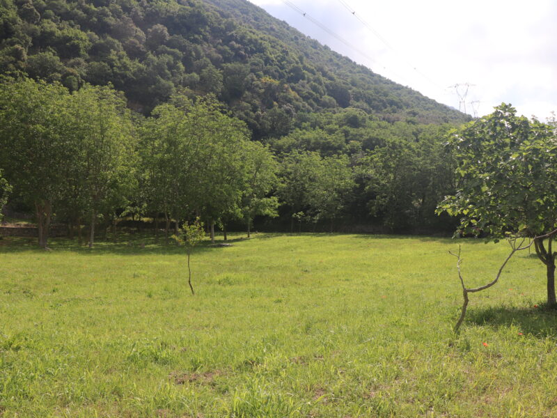 MELIZZANO (BN) - 169 TERRENO PANORAMICO DI 15.000 MQ CON ULIVETO, POZZO