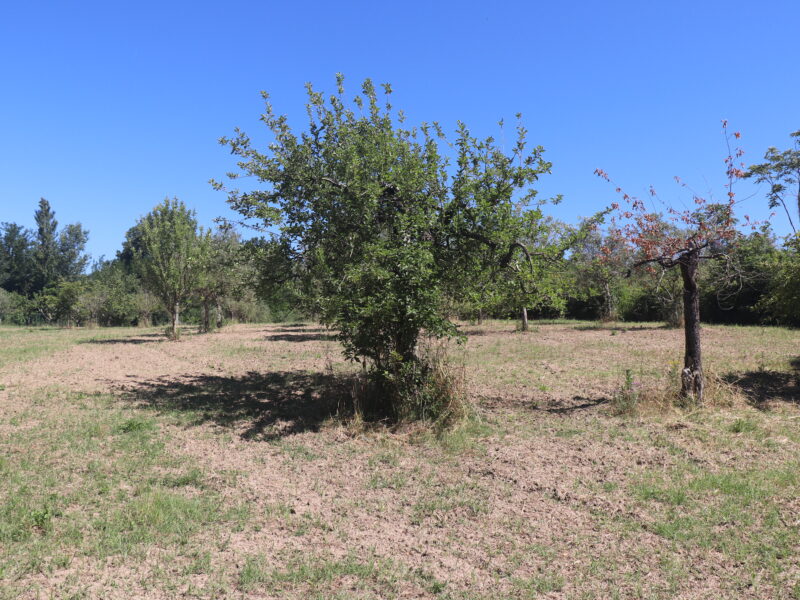 FRASSO TELESINO (BN) - 395 TERRENO AGRICOLO PIANEGGIANTE FRONTE STRADA CON ULIVETO