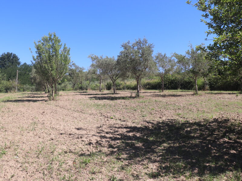 FRASSO TELESINO (BN) - 395 TERRENO AGRICOLO PIANEGGIANTE FRONTE STRADA CON ULIVETO
