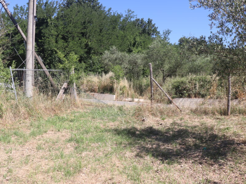 FRASSO TELESINO (BN) - 395 TERRENO AGRICOLO PIANEGGIANTE FRONTE STRADA CON ULIVETO
