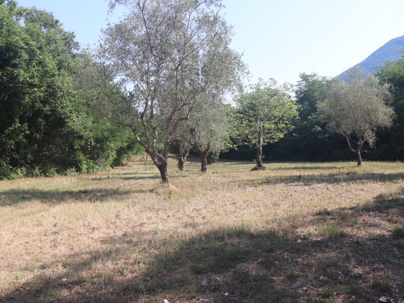 MELIZZANO (BN) - 127 TERRENO AGRICOLO FRONTE STRADA