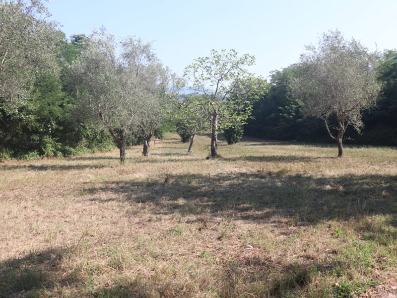 MELIZZANO (BN) - 127 TERRENO AGRICOLO FRONTE STRADA