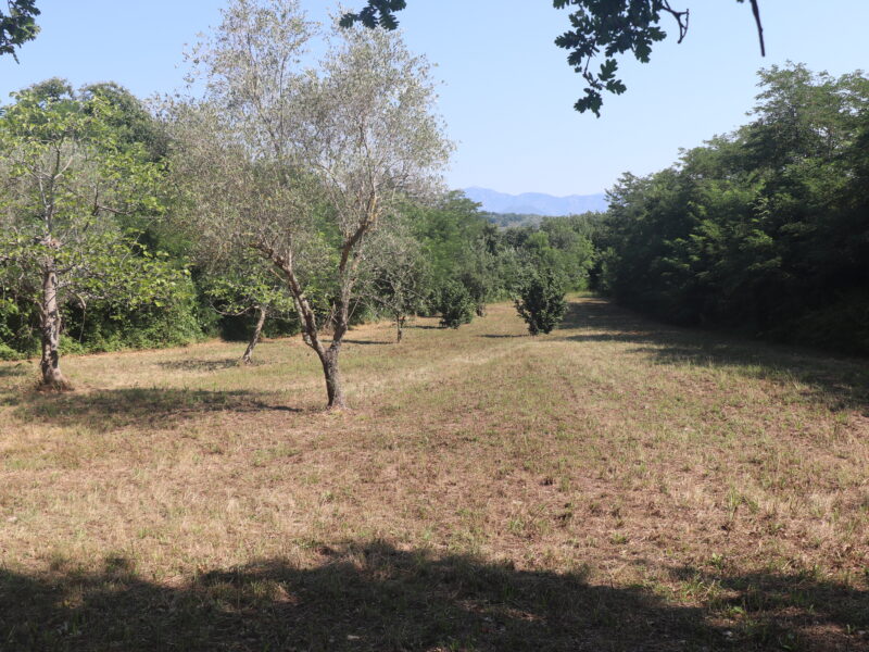MELIZZANO (BN) - 127 TERRENO AGRICOLO FRONTE STRADA