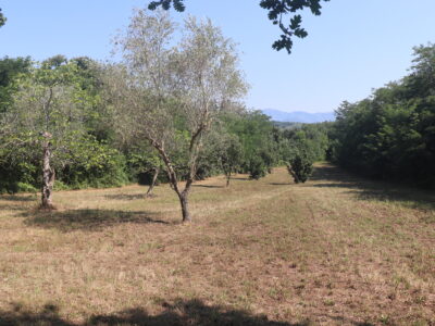 MELIZZANO (BN) - 127 TERRENO AGRICOLO FRONTE STRADA