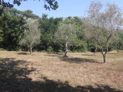 MELIZZANO (BN) - 127 TERRENO AGRICOLO FRONTE STRADA