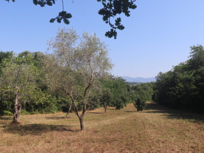 MELIZZANO (BN) - 127 TERRENO AGRICOLO FRONTE STRADA