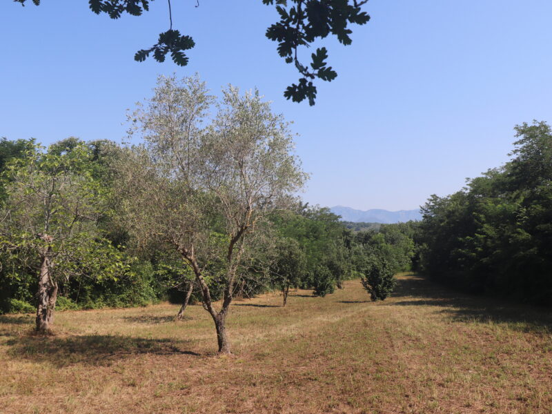 MELIZZANO (BN) - 127 TERRENO AGRICOLO FRONTE STRADA