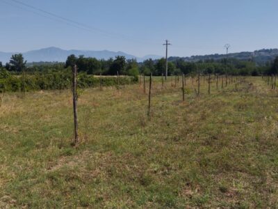DUGENTA (BN) - 151 TERRENO AGRICOLO PIANEGGIANTE CON DEPOSITO