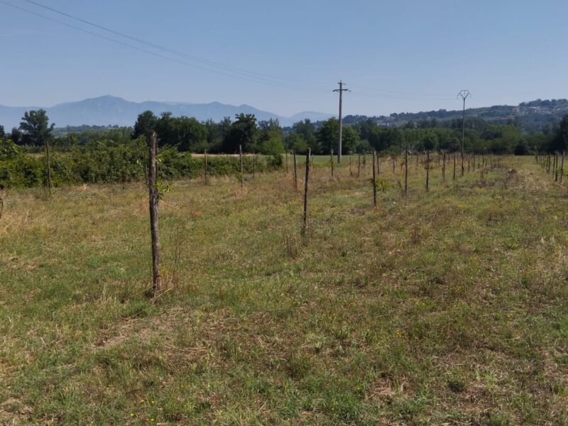DUGENTA (BN) - 151 TERRENO AGRICOLO PIANEGGIANTE CON DEPOSITO