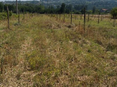 DUGENTA (BN) - 151 TERRENO AGRICOLO PIANEGGIANTE CON DEPOSITO