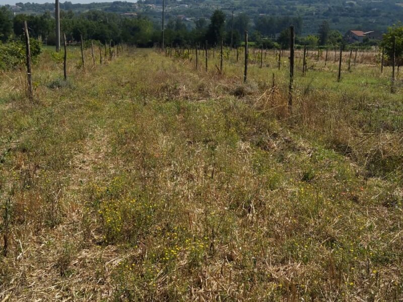 DUGENTA (BN) - 151 TERRENO AGRICOLO PIANEGGIANTE CON DEPOSITO