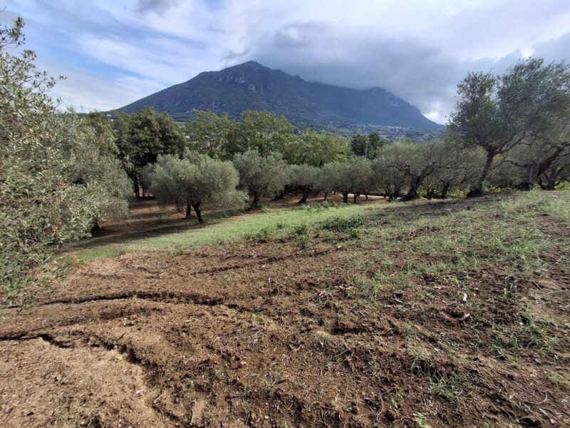 MELIZZANO (BN) - 152 TERRENO AGRICOLO IN COLLINA