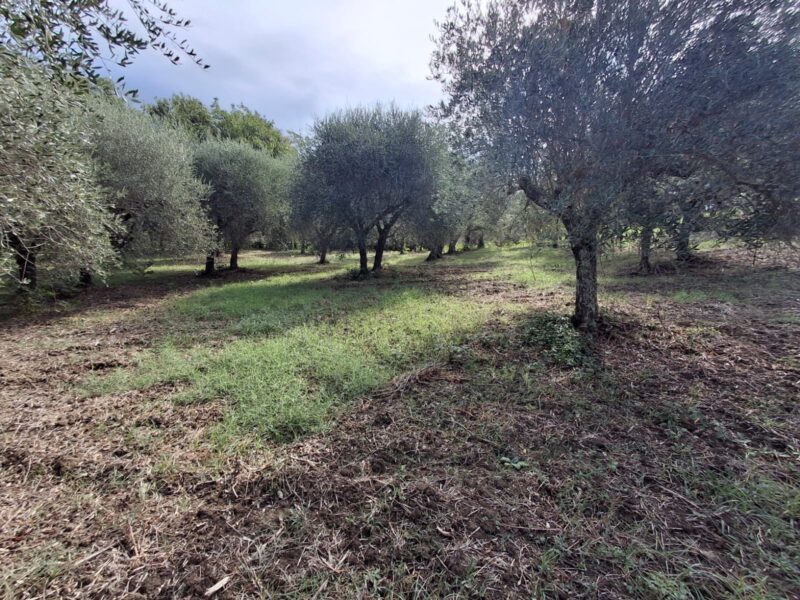 MELIZZANO (BN) - 152 TERRENO AGRICOLO IN COLLINA