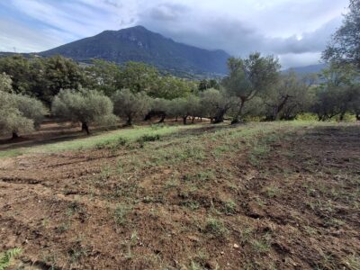 MELIZZANO (BN) - 152 TERRENO AGRICOLO IN COLLINA