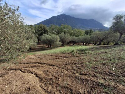 MELIZZANO (BN) - 152 TERRENO AGRICOLO IN COLLINA