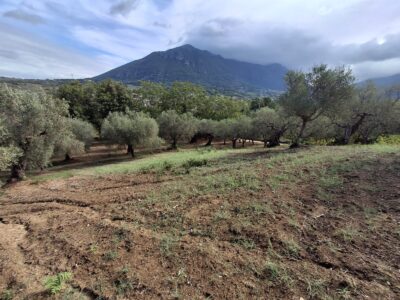 MELIZZANO (BN) - 152 TERRENO AGRICOLO IN COLLINA