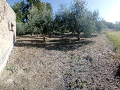 ALVIGNANO (CE) - 143 INTERO BORGO RURALE CON TERRENO IN POSIZIONE PANORAMICA