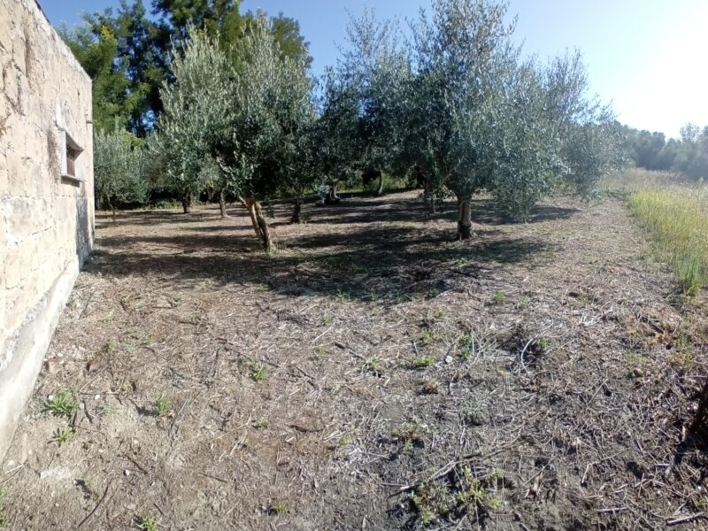 ALVIGNANO (CE) - 143 INTERO BORGO RURALE CON TERRENO IN POSIZIONE PANORAMICA