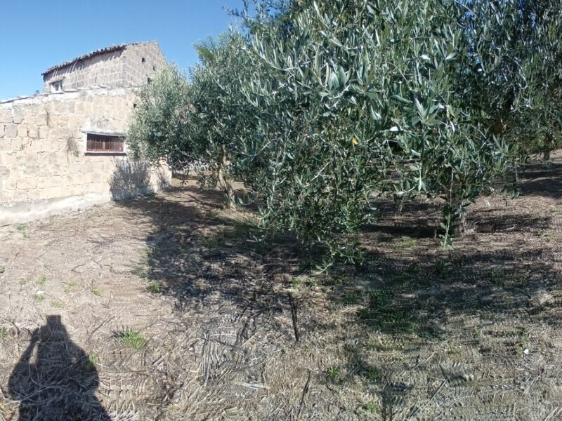 ALVIGNANO (CE) - 143 INTERO BORGO RURALE CON TERRENO IN POSIZIONE PANORAMICA