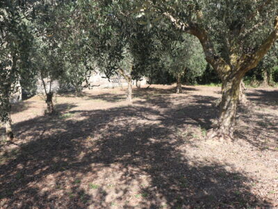 ALVIGNANO (CE) - 143 INTERO BORGO RURALE CON TERRENO IN POSIZIONE PANORAMICA