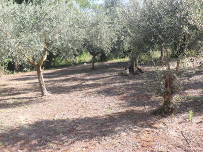 ALVIGNANO (CE) - 143 INTERO BORGO RURALE CON TERRENO IN POSIZIONE PANORAMICA