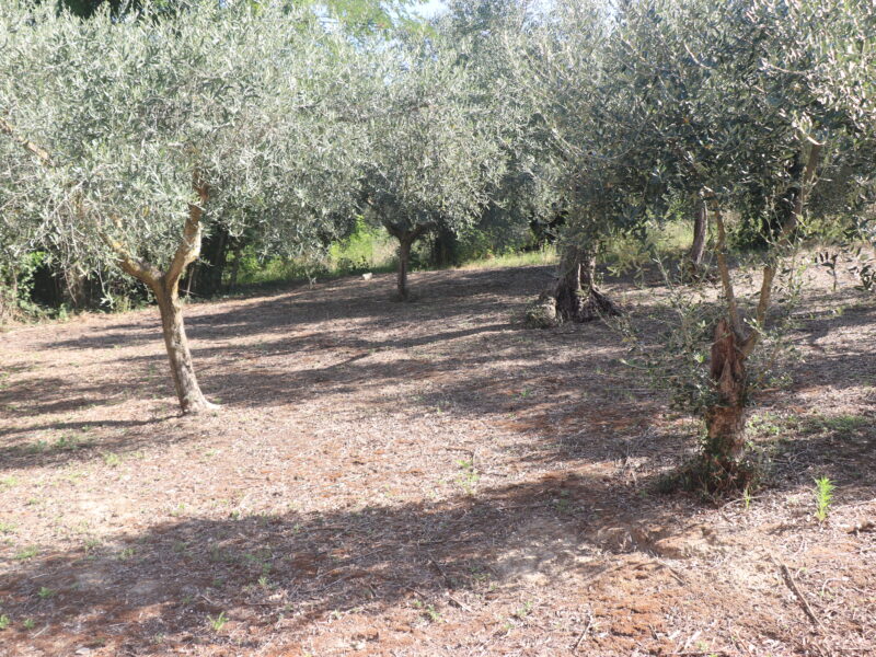 ALVIGNANO (CE) - 143 INTERO BORGO RURALE CON TERRENO IN POSIZIONE PANORAMICA